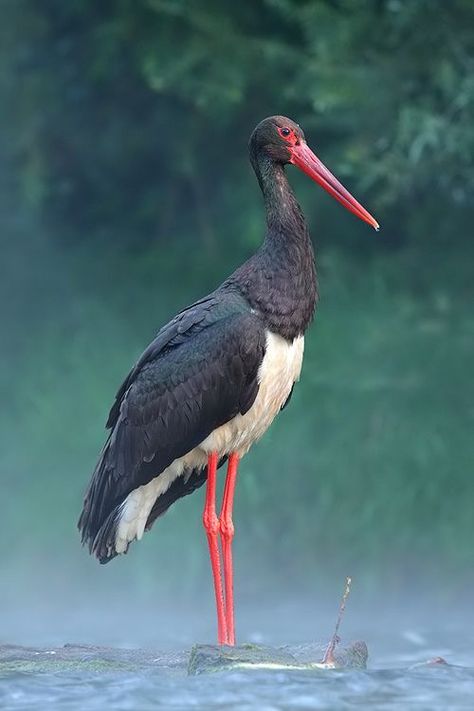 Black Stork Stork Tattoo, Black Stork, Stork Bird, Big Birds, British Birds, Bird Watcher, Black Crane, Backyard Birds, Big Bird