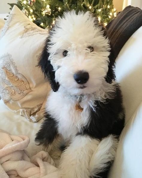 Milo - Brewer's Goldendoodles & Sheepadoodles Sheepadoodle Puppy, Old English Sheepdog, Baby Puppies, Labradoodle, Goldendoodle, Dog Grooming, Animals Friends, Dog Pictures, I Love Dogs