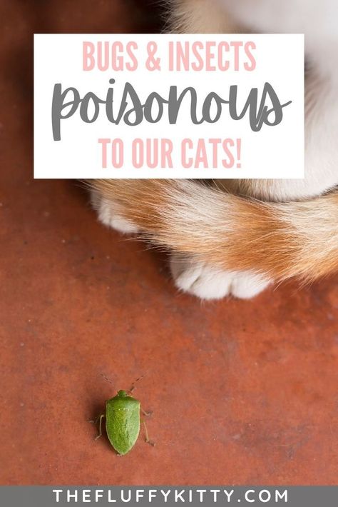 Cats are natural-born hunters, even when it comes to creepy crawlers. But can cats eat bugs? Are bugs poisonous to cats? Here's a list of harmful and potentially poisonous bugs and insects for cats. #cats #cattips #catblog #bugs #petcare | are bugs poisonous to cats | cat care | cat blog | can cats eat bugs | can cats eat insects // thefluffykitty.com Fire Ant Bites, Cat Skin Problems, Household Bugs, Spiders Repellent, Senior Cat Care, Ant Bites, Fluffy Kitty, Cat Advice, Cat Tips