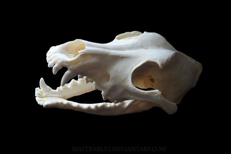 Dog skull side view Canine Skeleton, Skull Side View, Canine Skull, Fox Skull, Dog Skull, Animal Taxidermy, Skull Anatomy, Skull Reference, Bat Animal