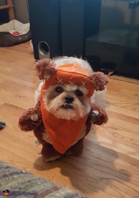 Ewok Costume Diy, Ewok Dog Costume, Dog Costume Halloween, Ewok Costume, 2017 Halloween Costumes, Valentine Diy, Costume Works, Halloween Costume Contest, Costume Diy