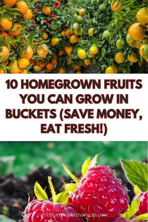 Save money and enjoy fresh produce with these 10 homegrown fruits you can grow in buckets. Our guide reveals the perfect fruits that thrive in container gardening, allowing you to cultivate a bountiful harvest right at home. Grow Raspberries, Saving Earth, Fruit Trees In Containers, Growing Calendar, Dream Ranch, Saving Seeds, Plant Diy, Bucket Gardening, Eat Fresh