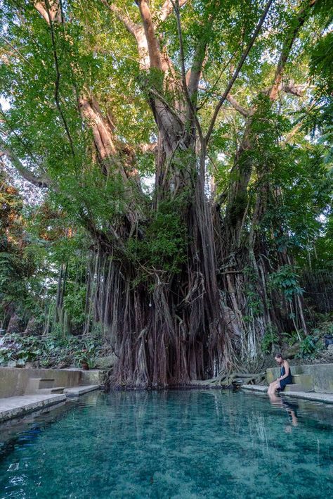 Mystical Siquijor: The Best Experiences on the Island Balete Tree Philippines, Places In The Philippines, Siquijor Island, Haunted Hospital, Fort Santiago, Summer Travel Destinations, Philippines Culture, Honeymoon Vacations, Baguio City