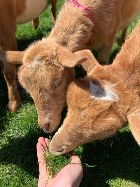 Goat Yoga Aesthetic, Tarah Dewitt, Cowboy Husband, Yoga Animals, Game Aesthetic, Goat Yoga, Yoga Aesthetic, Fall Things, Animals Cute