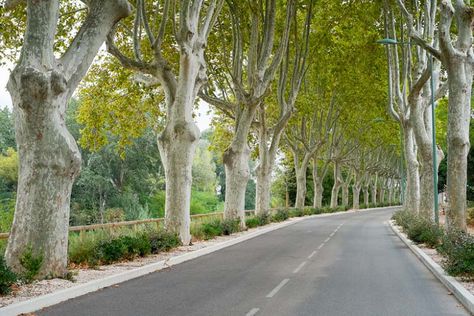 Platanus x hispanica (London Plane Tree) London Plane Tree, Wedding Cake Tree, London Plane, Deer Garden, Net Storage, Plane Tree, Flowering Cherry Tree, Street Trees, Coastal Gardens