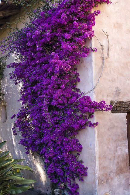 Climbing flowers at Mission Carmel by Scott Severn, via Flickr Butterfly Garden Design, French Country Garden Decor, Evergreen Vines, Climbing Flowers, French Country Garden, Meteor Garden 2018, Magic Garden, Vegetable Garden Design, Olive Garden