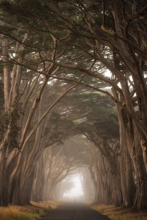 Cypress Tree Tunnel, Tree Tunnel, Cypress Trees, Forest Photography, Photography Workshops, Beautiful Photos Of Nature, Fantasy Romance, My Website, The Netherlands