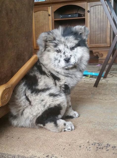 From. Fb. Australian Shepard and chow chow mix                                                                                                                                                                                 More Perros Chow Chow, Chow Chow Puppy, Chow Chow Dogs, Dog Mixes, Fluffy Dogs, Chow Chow, Baby Dogs, Pics Art, Animals Friends