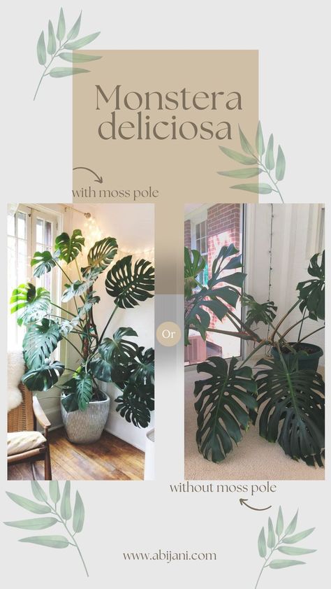 The moss pole is the perfect way to help your monstera deliciosa grow tall and strong. With its sturdy construction, the moss pole provides the perfect balance of stability and flexibility, allowing your plant to grow in any direction it pleases. Moss Pole, Monstera Deliciosa, How To Grow Taller, To Grow, Plants