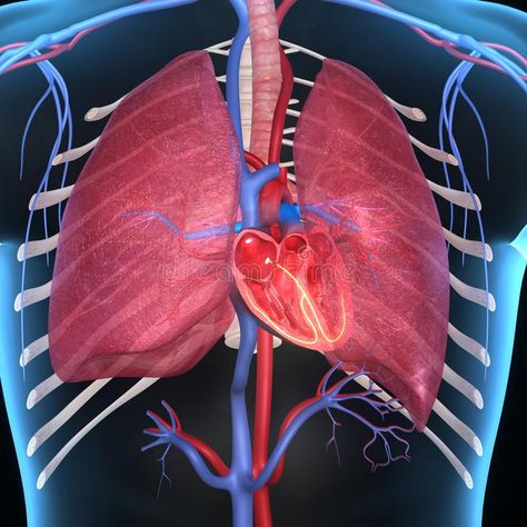 Heart with lungs. The heart is a muscle about the size of your fist. It works li #Sponsored , #AD, #affiliate, #lungs, #muscle, #works, #heart Breast Anatomy, Red Hair Trends, Bad Cough, Spinal Nerve, Healthy Lungs, Spinal Injury, Tea Health Benefits, Natural Detergent, Healthy Morning Routine