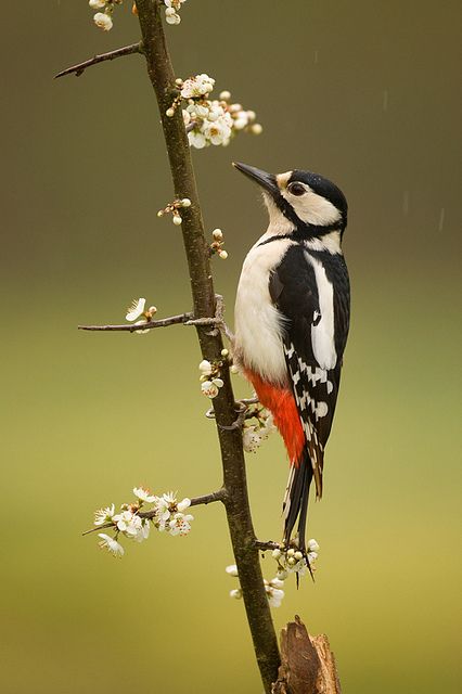 Great Spotted Woodpecker, Spotted Woodpecker, Kinds Of Birds, Nature Birds, All Birds, Backyard Birds, Bird Pictures, Exotic Birds, Pretty Birds