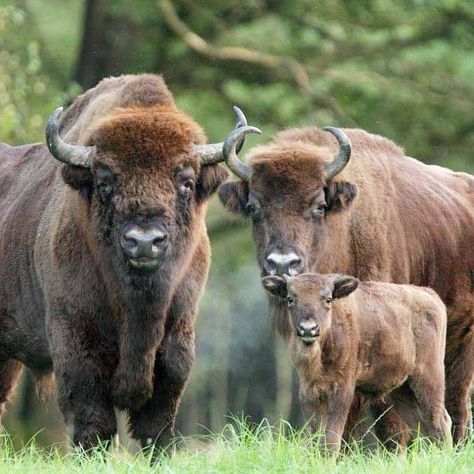 European Wildlife, Animals With Antlers, Bison Photography, Snake Care, Bison Photo, Baby Bison, Bald Eagle Art, Buffalo Animal, Moose Deer