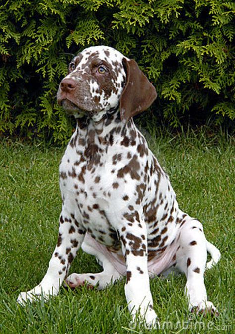 Liver Spotted Dalmatian, Chocolate Dalmatian, Liver Dalmatian, Spotted Dog, Dalmatian Puppy, Dalmatian Dogs, Flower Gardens, Green Garden, Beautiful Dogs