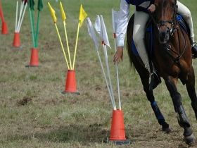 pc-flag-race Horse Training Ground Work, Riding Ideas, Club Games, Horse Training Exercises, Horse Farm Ideas, Pony Games, Horse Lessons, Horse Reference, Horse Arena