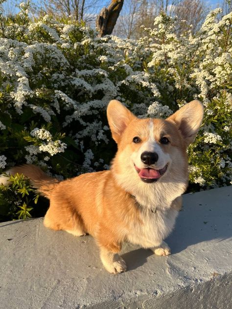 Corgi Side Eye, Corgi With Tail, Long Haired Corgi, Corgi Aesthetic, Puppy Corgi, Fluffy Corgi, Baby Corgi, Cute Corgi Puppy, Corgi Art