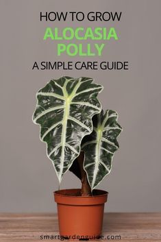 Alocasia Polly Plant Care, Alocasia Polly Propagation, Alocasia Amazonica Care, Alocasia Polly Care, Alocasia Plant Varieties, Alocasia Collection, Alocasia Care, Alocasia Polly, Best Air Purifying Plants