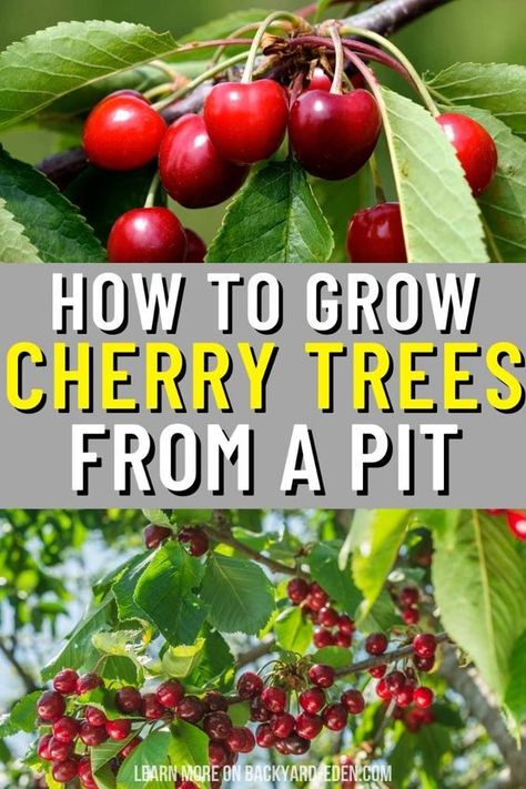 Discover the magic of growing your own cherry tree from a pit with our step-by-step guide. Learn the simple yet rewarding process of germinating cherry pits, transplanting seedlings, and nurturing young trees to maturity. Get ready to enjoy the sweet rewards of homegrown cherries for years to come! Cherry Tree From Seed, Fruit Bonsai, Growing Cherry Trees, How To Grow Cherries, Cherry Seeds, Seed Planting, Growing Fruit Trees, نباتات منزلية, Cherry Trees