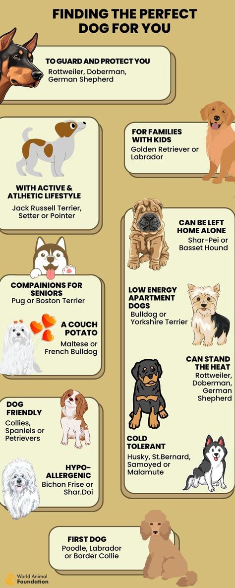 Finding the perfect dog for you Preppy Dog Breeds, Dog Personality Types, Cute Dog Breeds Medium, Therapy Dogs Breeds, Non Shedding Dog Breeds, Questions About Yourself, Dog Kennel Flooring, Type Of Dogs, Dog Breeds Chart