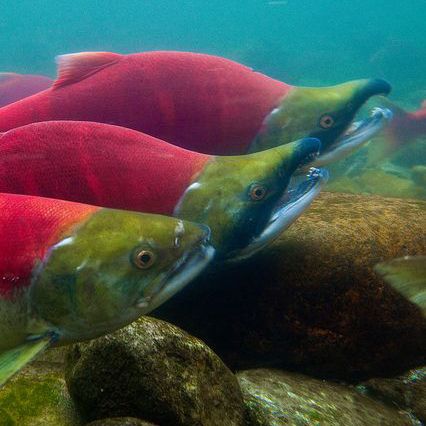 ᏎᎼᏂ (se-mo-ni) = Salmon [Photo by Lee Rentz, Flickr] #Cherokee #Language #Dikaneisdi #Vocab #Vocabulary Salmon Underwater, River Underwater, Water Creatures, Sockeye Salmon, Beneath The Sea, Fishing Photography, Salmon Fish, Water Animals, Underwater Creatures