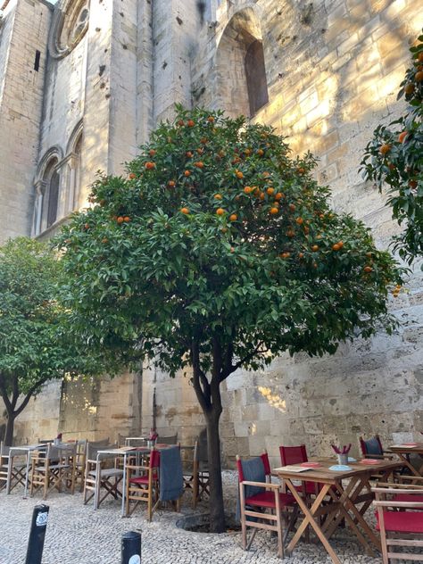 tangerine tree, summer, european summer, aesthetic, lisbon, portugal, nature, plant Portugal Nature, Tangerine Tree, Tree Aesthetic, European Summer Aesthetic, Lisbon Portugal, European Summer, Summer Aesthetic, Lisbon, Portugal