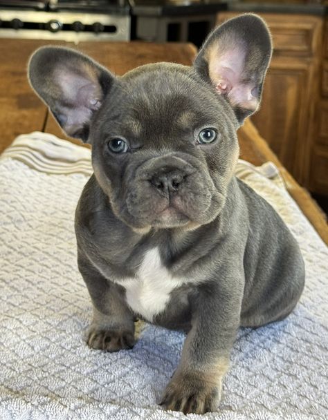 This is my newest litter of French Bulldog Puppies! LOVE this bunch, message me for more information pictures and videos. Grey French Bulldog Puppy, Frenchies Puppies, Grey French Bulldog, French Bulldog Puppy, French Bulldog Puppies, Bulldog Puppies, Pet Adoption, Puppy Love, French Bulldog