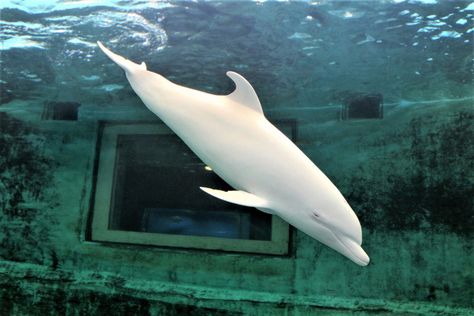 Albino Dolphin, Youtube Photo, Rare Albino Animals, White Dolphin, Fauna Marina, Albino Animals, Bottlenose Dolphin, Unusual Animals, Aquatic Animals