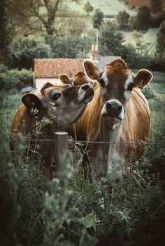 Cow's Homestead Aesthetic, Cow Photography, Western Quotes, Jersey Cow, Scottish Highland Cow, Fluffy Cows, Moo Moo, Farm Stuff, Aesthetic Journal