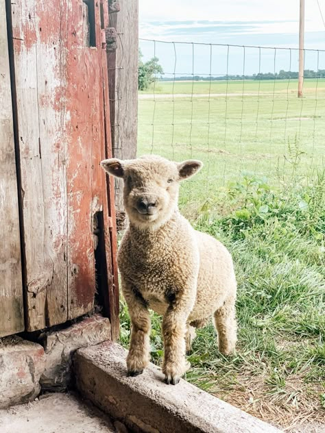 Our Babydoll Ram Lamb is Here! - Midcounty Journal Tattoo Aesthetic, Animal Wallpaper, Hey There, Sheep, Ram, Stone, Instagram