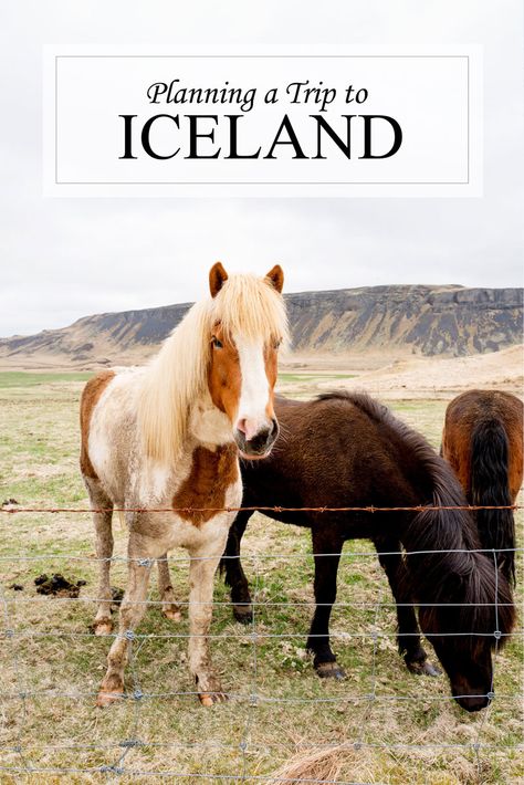 Things to Do in Reykjavik, Iceland - A Side of Sweet Iceland Travel Summer, Europe Trips, Travel Iceland, Iceland Travel Tips, Iceland Itinerary, Iceland Road Trip, Trip To Iceland, South Iceland, Scandinavia Travel