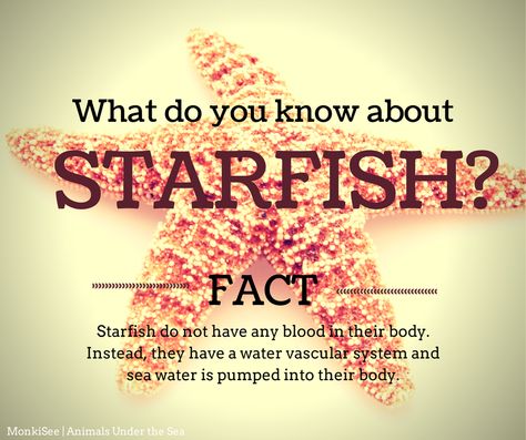 What do you know about starfish? Discover more amazing facts with MonkiSee - Animals Under the Sea! | http://www.monkisee.com/Under-the-Sea-DVD.html Animals Under The Sea, Amazing Facts, Under The Sea, Facts About, Starfish, The Sea, Did You Know, Fun Facts, Dvd