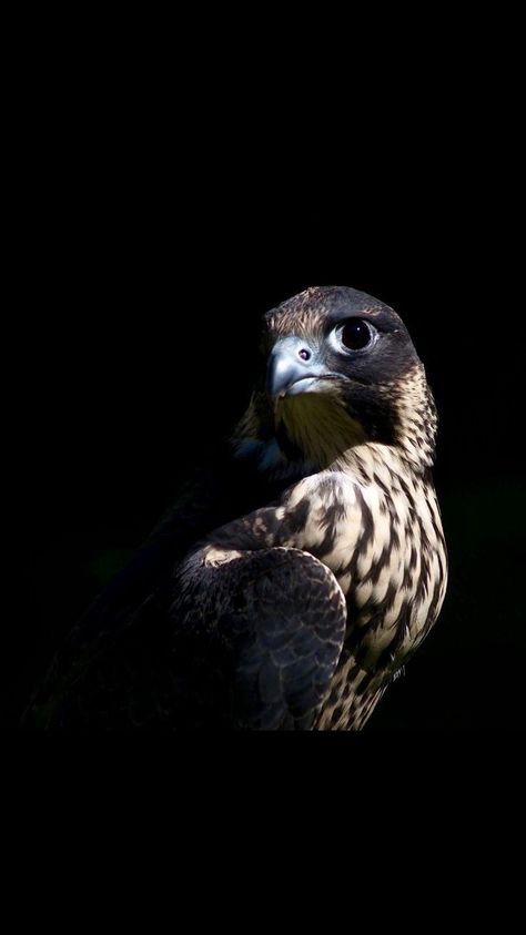 Peregrine Falcon, Peregrine