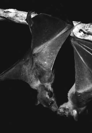 Bat kisses Upside Down, In The Dark, Bat, Black And White, Tumblr, White, Black