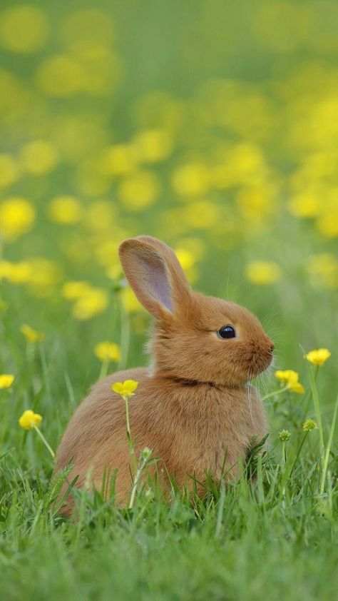 Cute Animals Kissing, Art Craft Ideas, Cutest Bunny Ever, Rabbit Wallpaper, Rabbit Pictures, Rabbit Photos, Beautiful Rabbit, Bunny Cages, Baby Rabbit