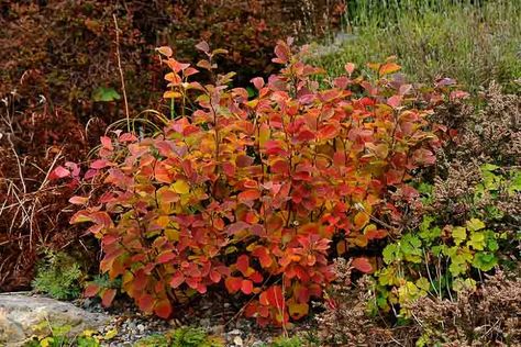 Fothergilla Gardenii, Legend Of The Fall, Garden Retreat Ideas, Types Of Shrubs, Growing Vines, Jasmine Plant, Fragrant Garden, Foundation Planting, Smart Garden