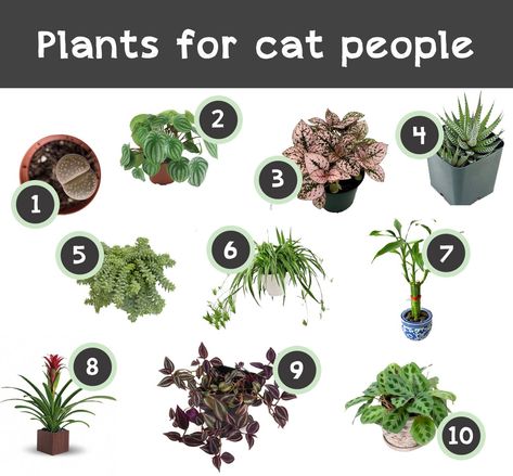 Plants for cat people - 10 budget friendly and easy to find plants that are also safe for cats. Cat Safe House Plants, Houseplants Safe For Cats, Safe House Plants, Cat Friendly Plants, Cat Safe Plants, Cat Plants, Best Indoor Plants, Cat Garden, House Plants Decor