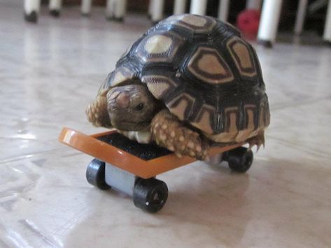 Tortoise. Turtle On Skateboard, Tortoise Funny, Small Skateboard, Turtle Tanks, Pet Tortoise, Cute Animal Character, Funny Animals Videos, Sea Turtle Pictures, Cute Tortoise