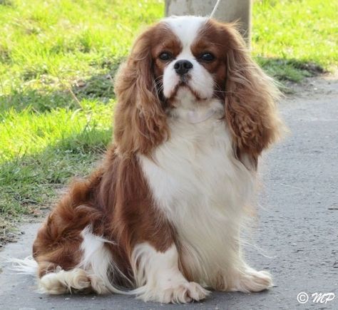 Magnificent boy ----Cavalier King Charles Spaniel Calvier King Charles Spaniel, Cavalier King Spaniel, King Spaniel, Pure Breed Dogs, King Charles Puppy, Cavalier Puppy, Cavalier King Charles Dog, King Charles Dog, Puppy Breeds