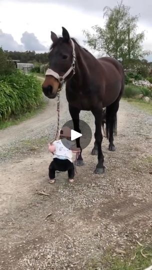 15K views · 11K shares | My Petsie on Reels | Elvis Presley · Can't Help Falling In Love Tiny Baby Animals, Tiny Horses, Ballet Dance Videos, Summer Wedding Outfits, Shower Tile Designs, Toddler Life, Quarter Horse, Horse Love, Packing Tips For Vacation