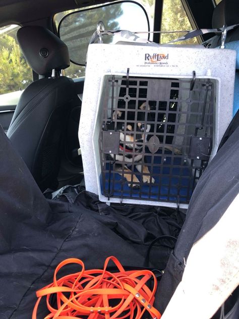 Best Car Crates for Safe Travel Dog Information, Safe Travel, Travel