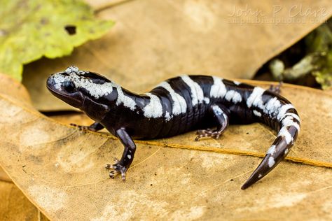 https://flic.kr/p/AogVfT | Marbled Salamander (Ambystoma opacum) | Post-breeding male. November 2015. Marbled Salamander, North Carolina Attractions, Pine Barrens, Amazing Frog, State Symbols, Study Notebook, Incredible Creatures, Nc State, Wildlife Nature