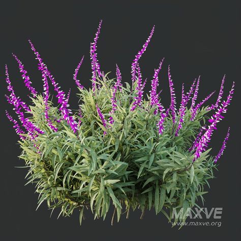 HQ Plants Salvia Leucantha Mexican Sage Santa Barbara Mexican Bush Sage, Mexican Sage, Shrub Border, Paving Texture, Outdoor Technology, Material Library, Santa Rita, Latin Words, Rich Purple