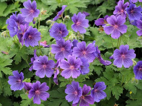 Cranesbill geraniums – Thoughts of Dawn Alyssum Flowers, Purple Shamrock, Cranesbill Geranium, Trailing Flowers, Pink Spring Flowers, Shade Garden Plants, Purple Succulents, Purple Leaves, Geranium Flower