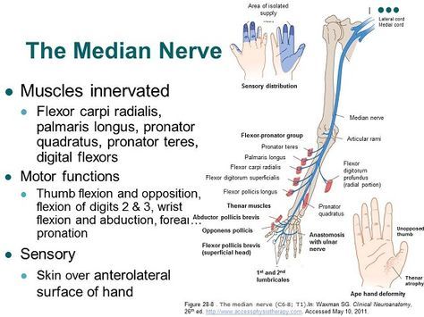 Aries Spring, Nerve Anatomy, Brachial Plexus, Physical Therapy School, Therapy Notes, Median Nerve, Physical Therapist Assistant, Peripheral Nerve, Muscle Anatomy