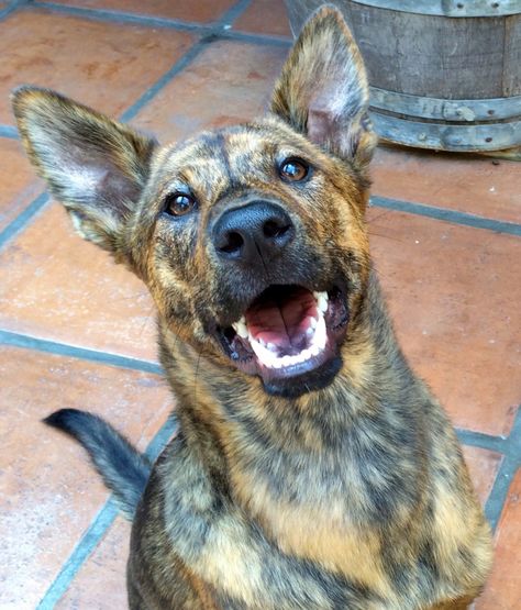 Formosan Mountain Dog, Dutch Shepherd, Dog Medicine, Dog Shelter, Rare Dogs, Rare Dog Breeds, Rare Cats, Dog List, Purebred Dogs