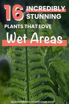 Wet Garden, Rain Garden Design, Bog Plants, Yard Drainage, Rain Gardens, Bog Garden, Best Plants, Clay Soil, Rain Garden