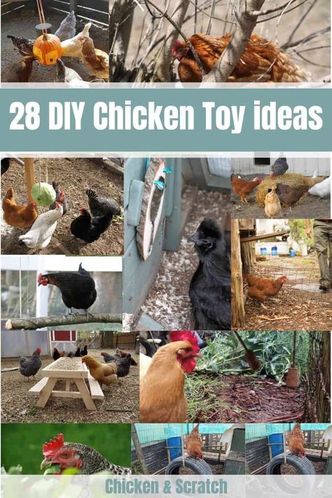 Easy Diy Chicken Roost, Chicken Run Enrichment, Enrichment For Chickens, Diy Chicken Perch Ideas, Chicken Enrichment Ideas Diy, Chicken Roost Ideas Diy, Diy Chicken Toys Ideas, Chicken Perch Ideas, Chicken Enrichment Ideas