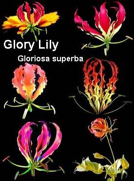 Glory Lily - Beautiful but potentially Lethal - Earthdragon's ... Rose Depp Lily, Lily Rose Depp Street Style, Lily Rose Depp Outfits, Gloriosa Superba, Glory Lily, Flower Garden Pictures, Gloriosa Lily, Lily Rose Depp Style, Lilies Drawing