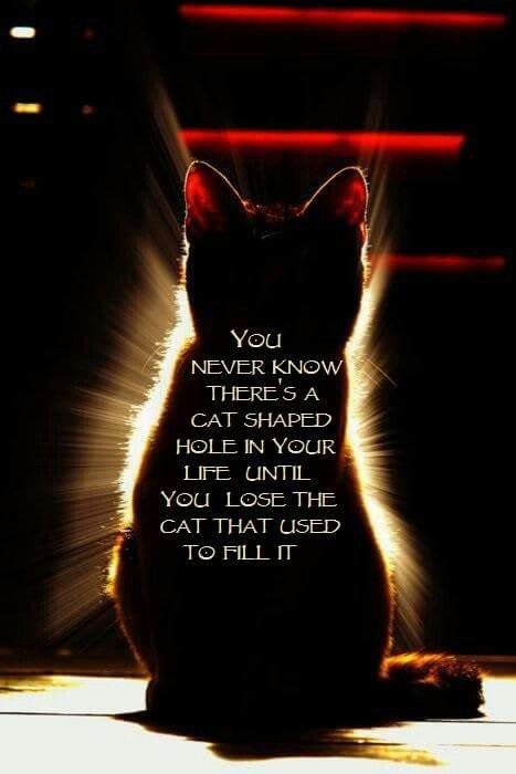 "You never know there's a cat-shaped hole in your life until you lose the cat that used to fill it." Deep Relationship Quotes, A Black Cat, Inspirational Artwork, Cat Quotes, Cat Sitting, Pet Loss, Animal Quotes, You Never Know, Cats Meow