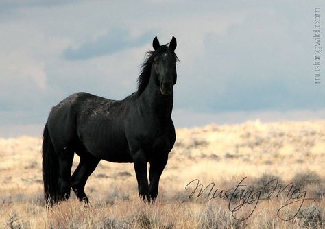 Black Mustang Stallion Horse Spirit, Wild Horses Mustangs, Black Mustang, Gorgeous Horses, Horse Pics, Horse Inspiration, Mustang Horse, Black Stallion, Black Shades