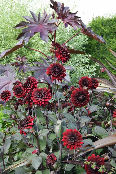 Dahlia Dracula, Night Silence Dahlia, Dahlia Dark Spirit, Karma Choc Dahlia, Castor Bean Plant, Mystic Dreamer Dahlia, Poison Garden, Small House Garden, Herb Containers